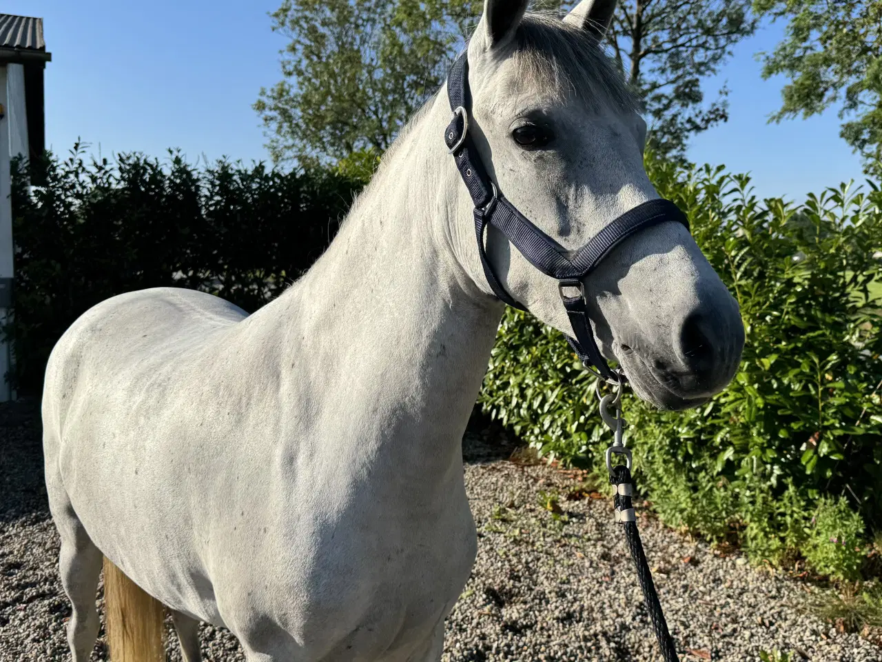 Billede 3 - Fin og sød pony