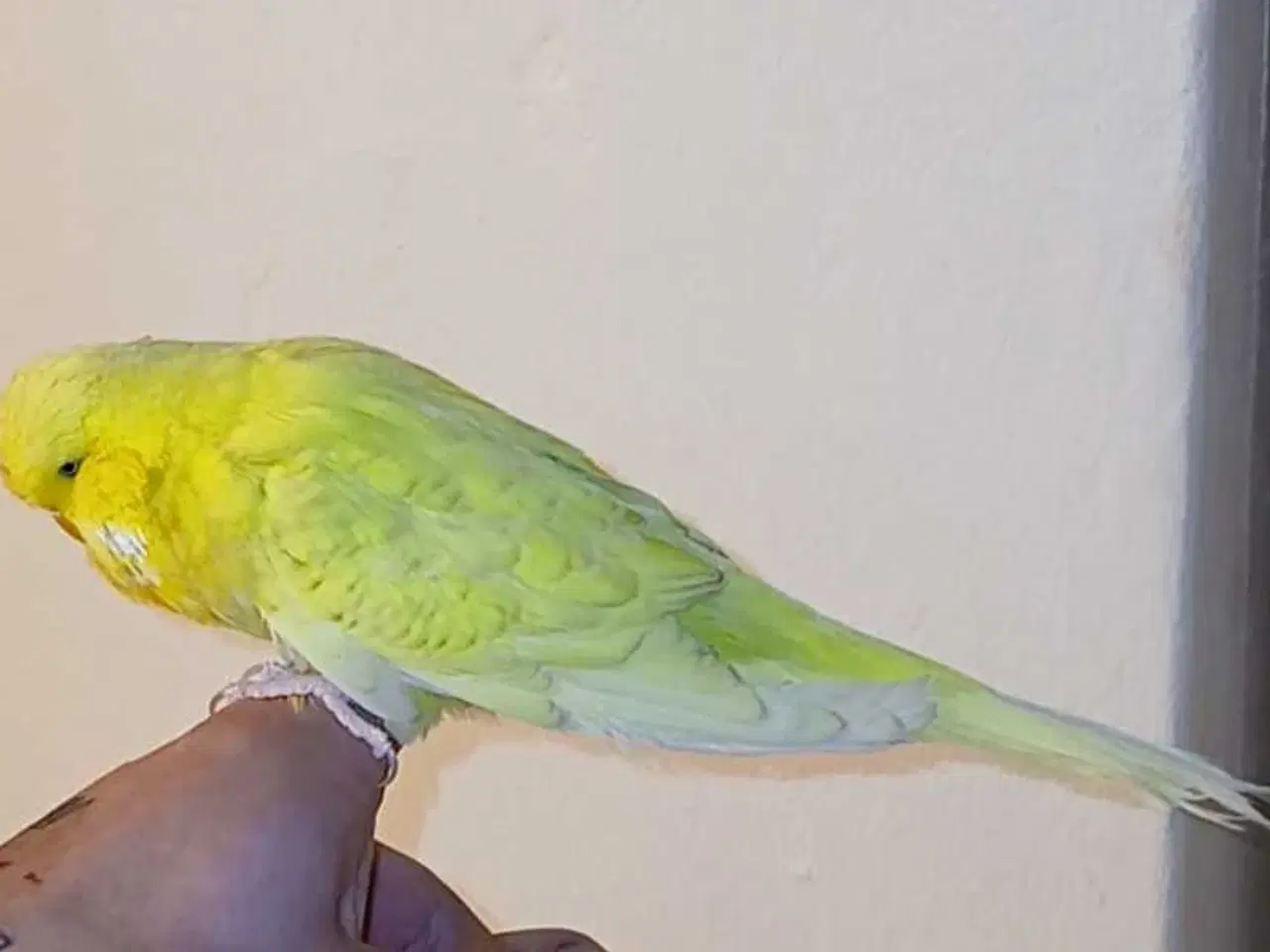 Billede 13 - Engelsk undulat han 