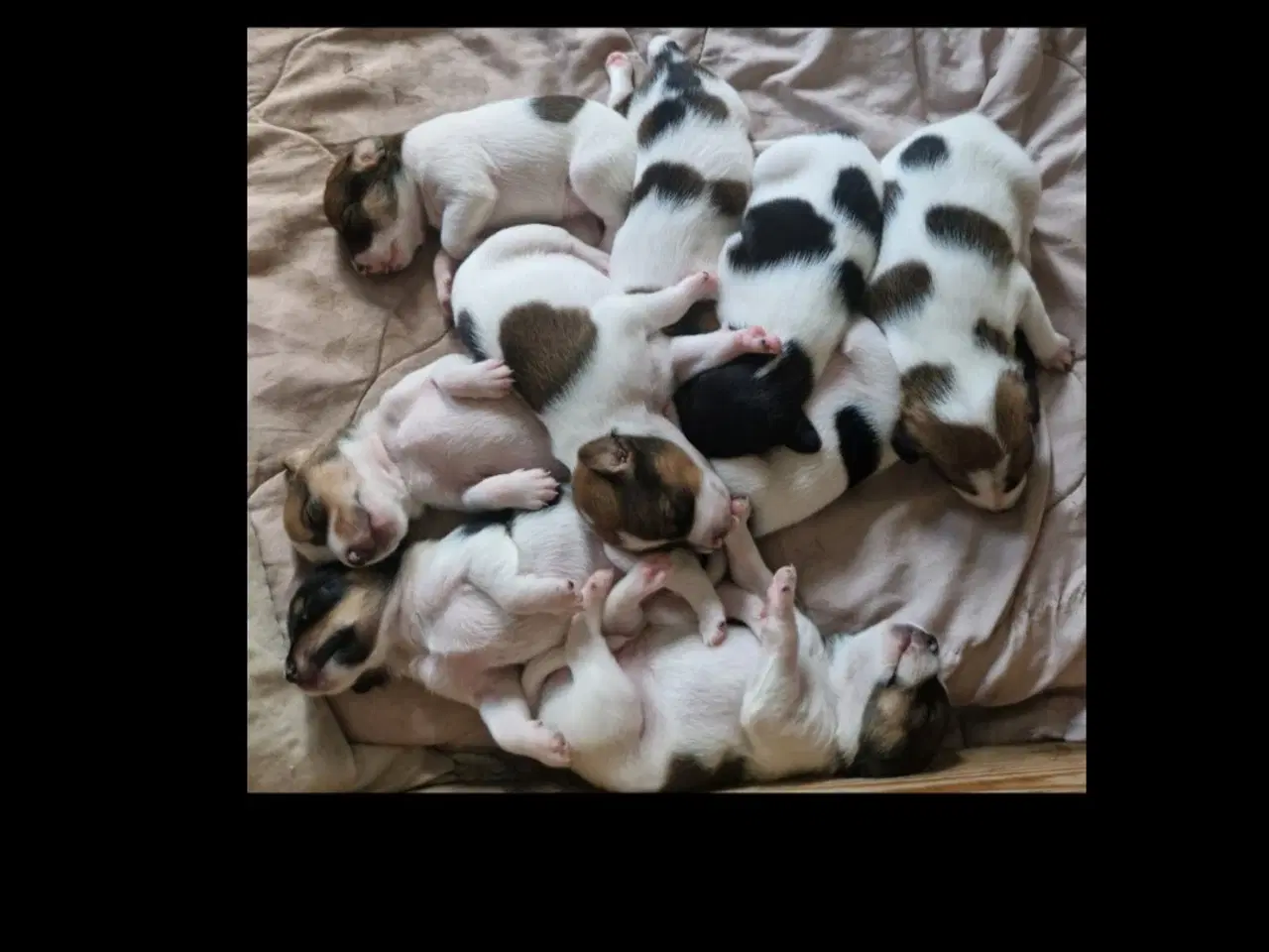 Billede 4 - Dansk svensk gårdhunde hvalpe 