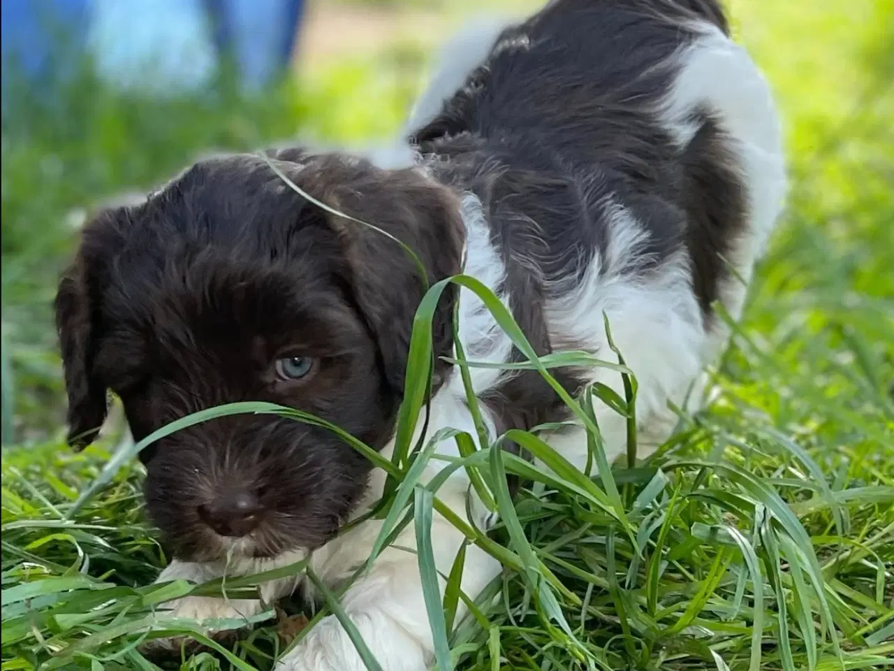 Billede 6 - Labradoodlehvalpe 2026