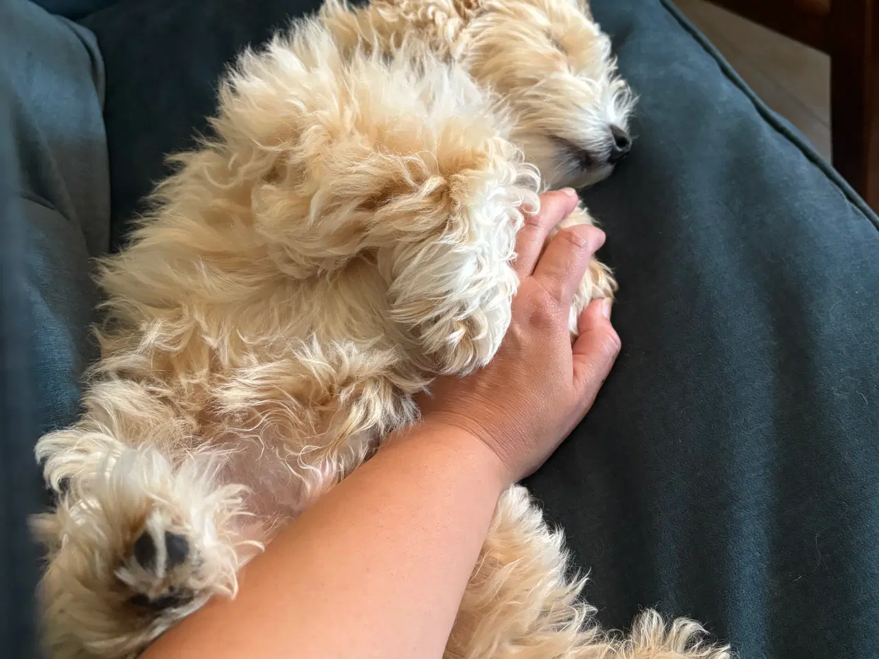 Billede 3 - Maltipoo 