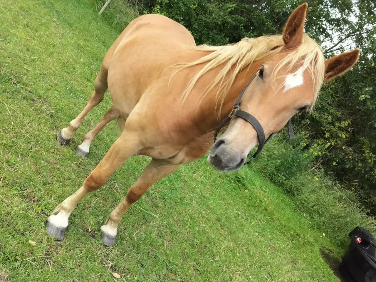 Billede 3 - Fremtidens allround eller rideskole hest!