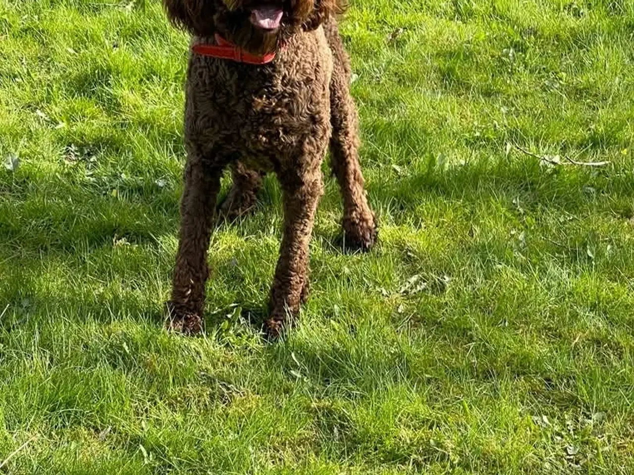 Billede 5 - 🐾 Skøn stor Goldendoodle pige 4 år 🐾