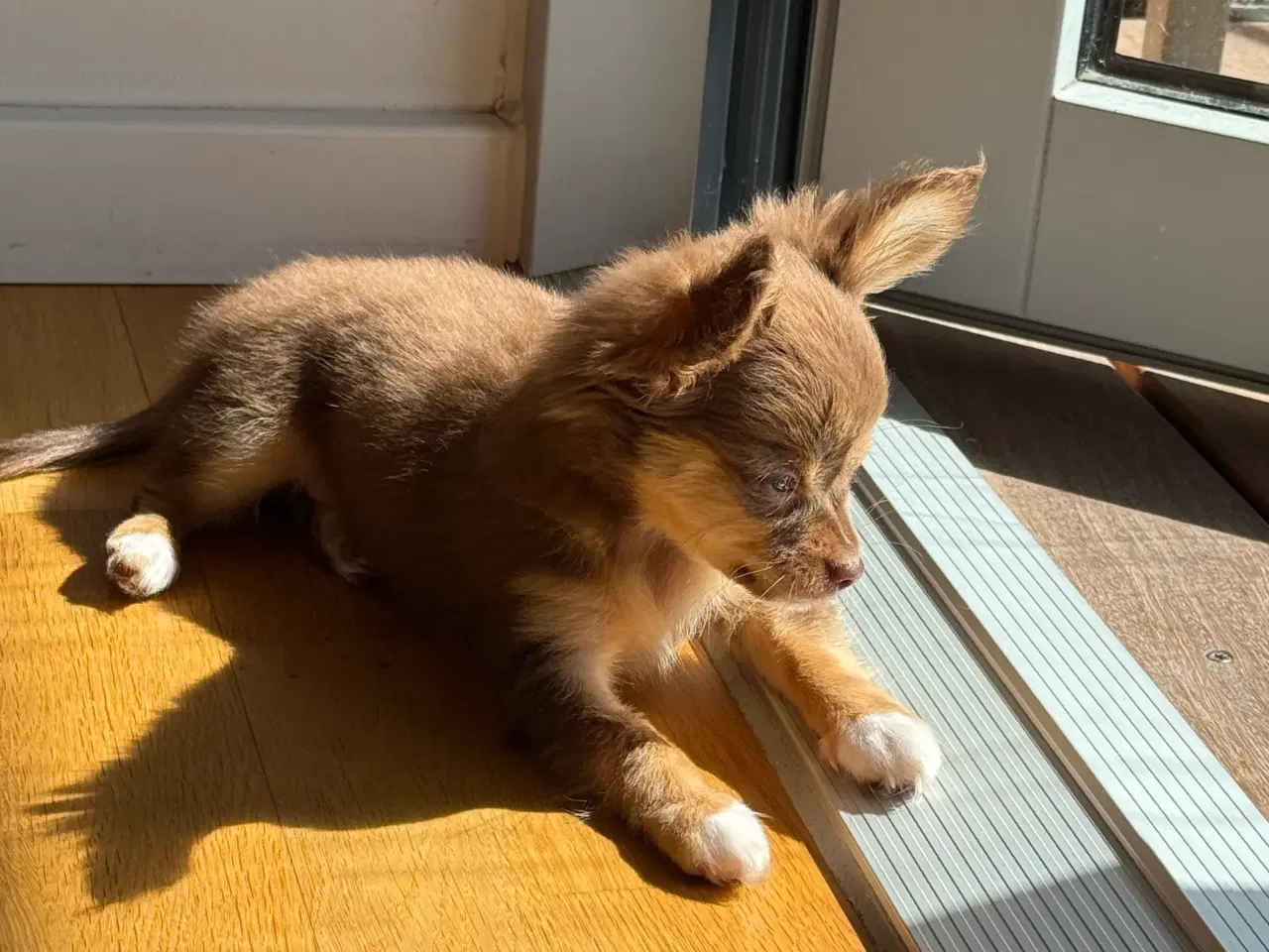 Billede 7 - Sød chihuahua sælges  