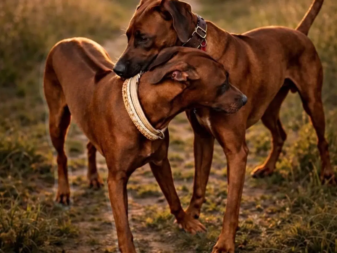Billede 1 - Rhodesian Ridgeback-hvalpe klar i maj