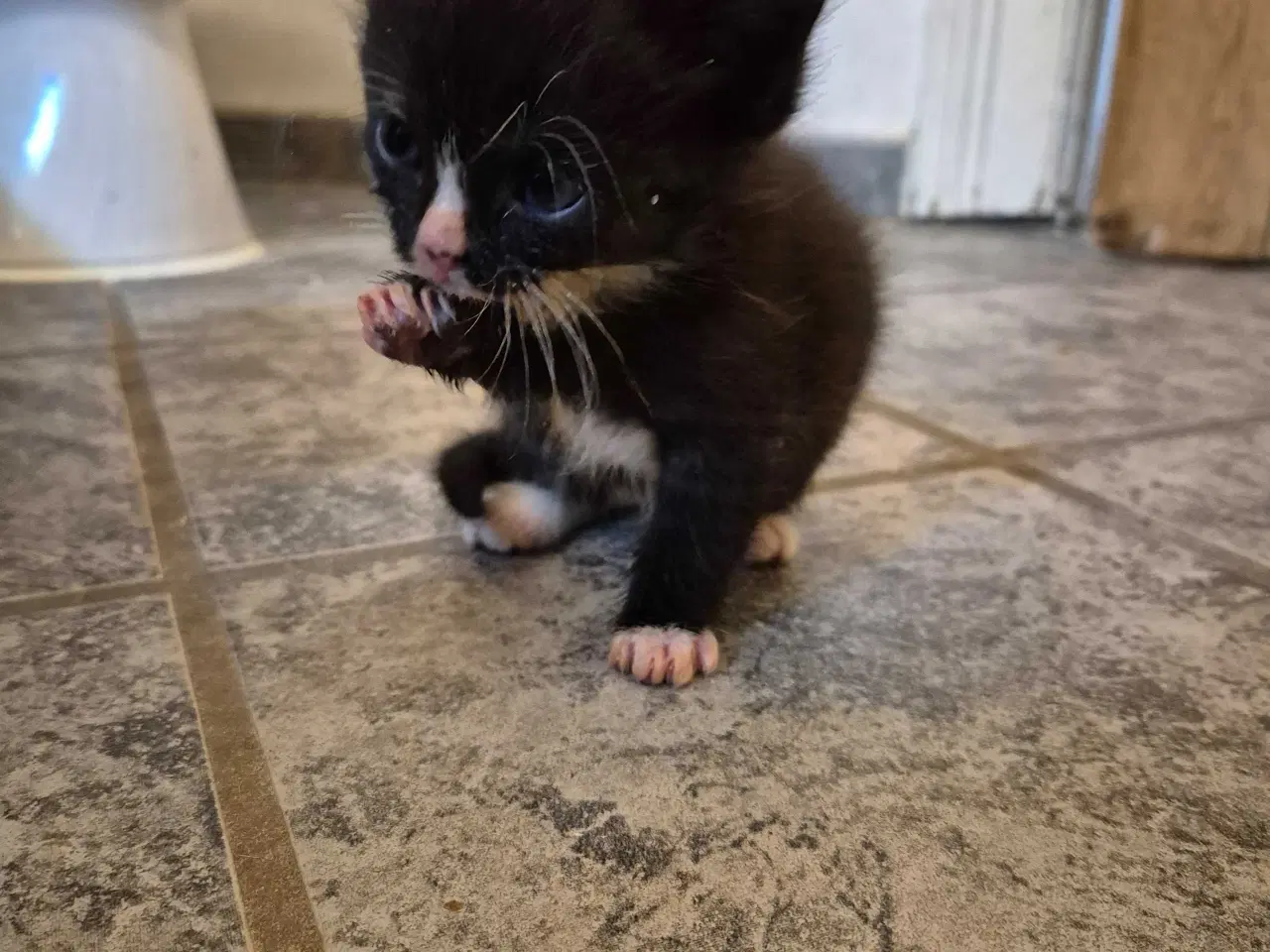 Billede 10 - 1/2 Ragdoll