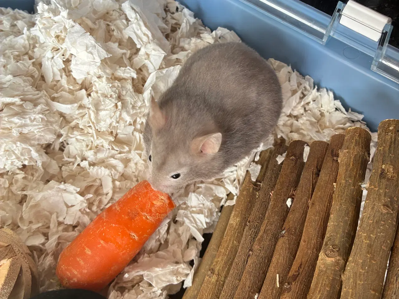 Billede 2 - Guldhamster gives væk