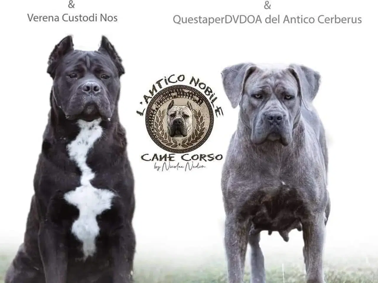 Billede 10 - Cane Corso Hvalpe 