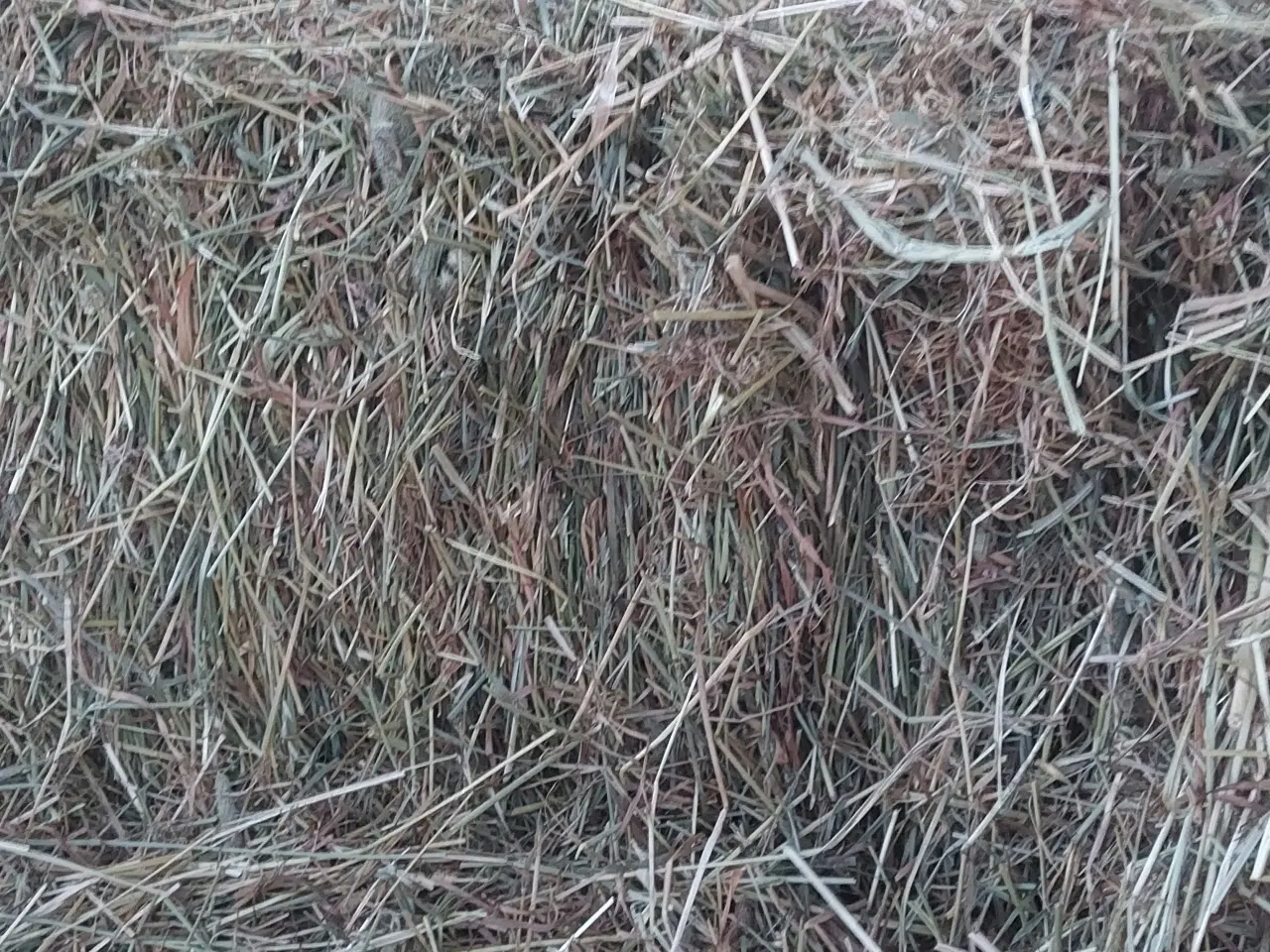 Billede 1 - Hø i småballer