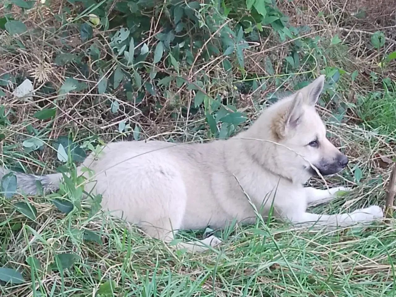 Billede 7 - Husky blandinger 