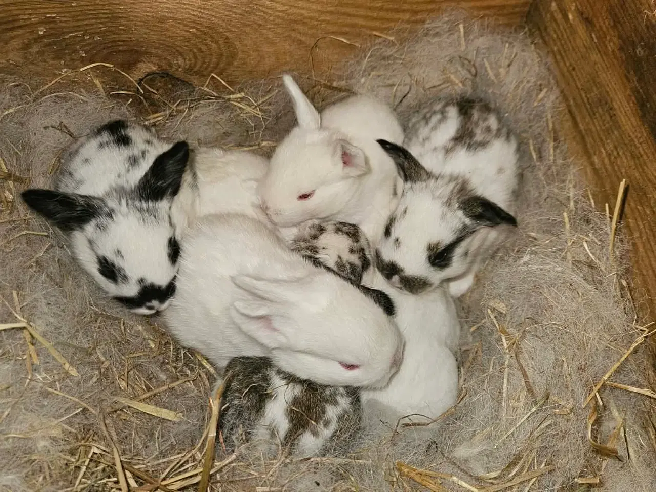 Billede 4 - Fine Hvidland/california unger