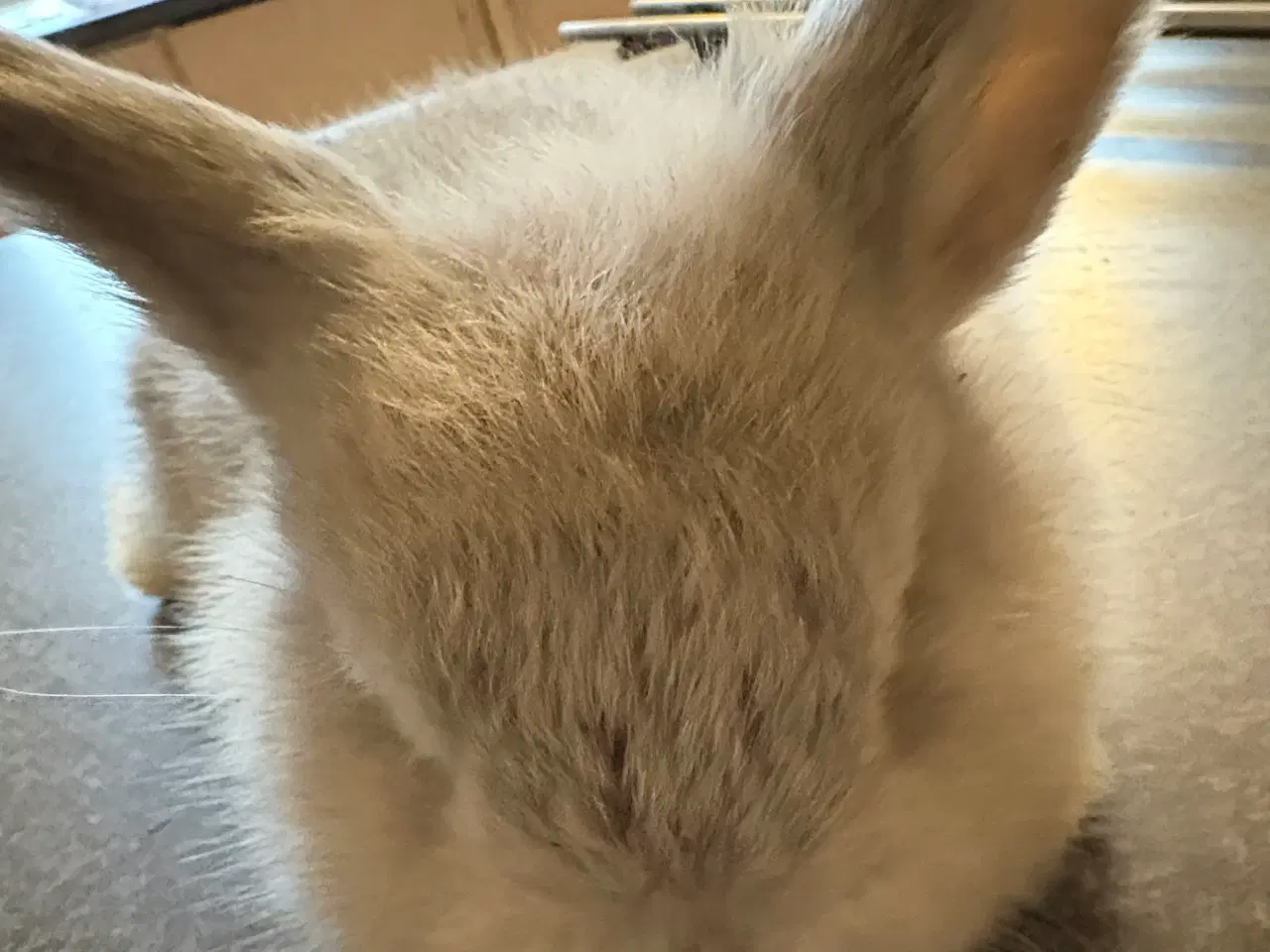 Billede 3 - Minilops 