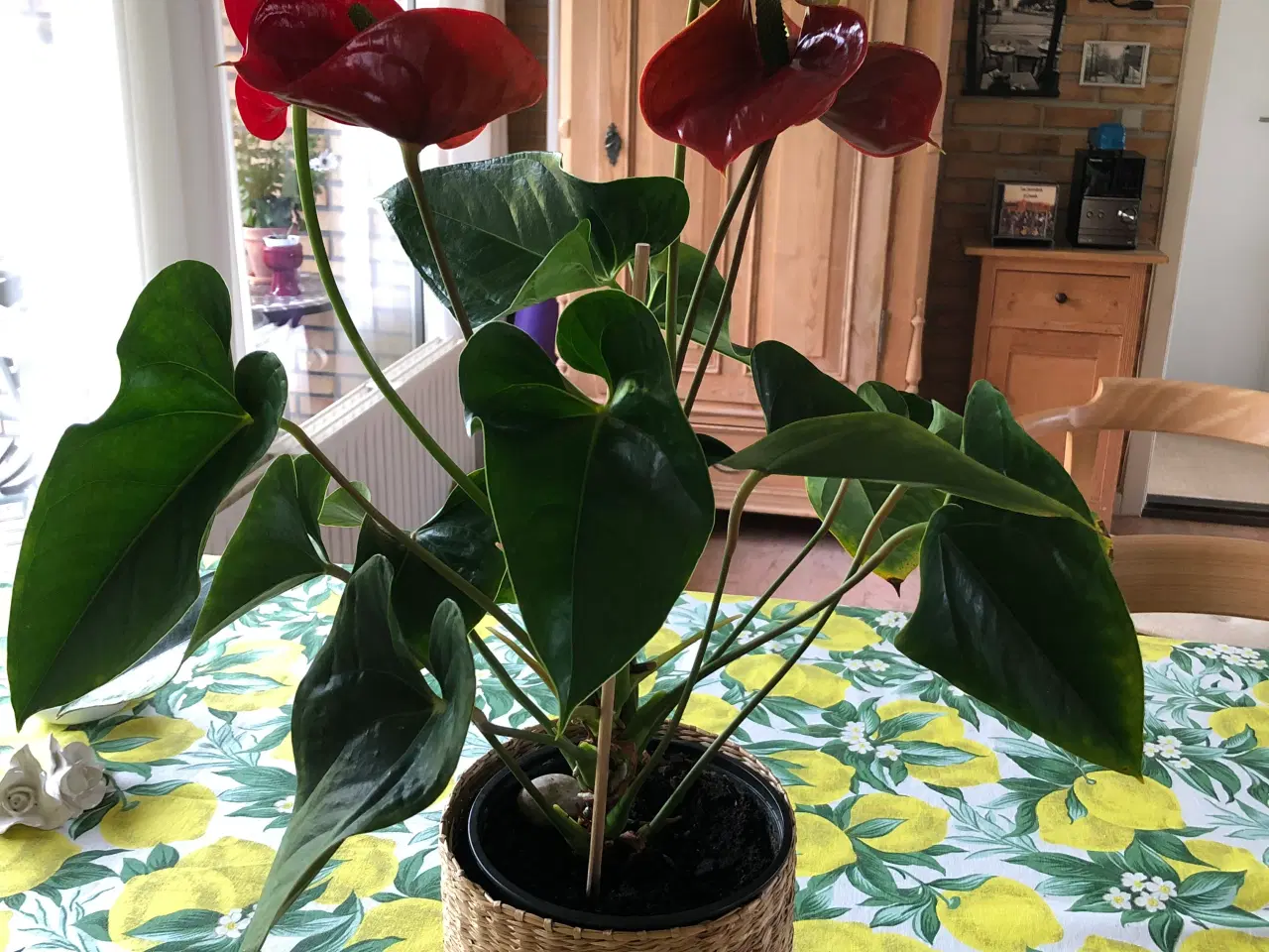 Billede 2 - Flamingo blomst, potteplante.