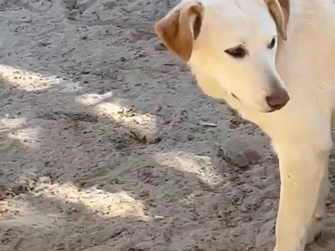 Billede 2 - Åh åh åh Buster… kigger efter sin familie