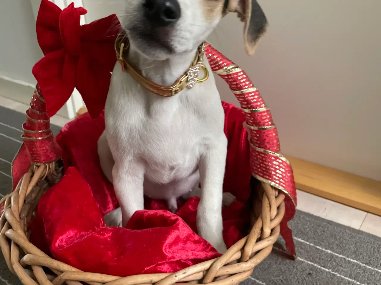 Billede 2 - Dansk svensk gårdhunde hvalpe 