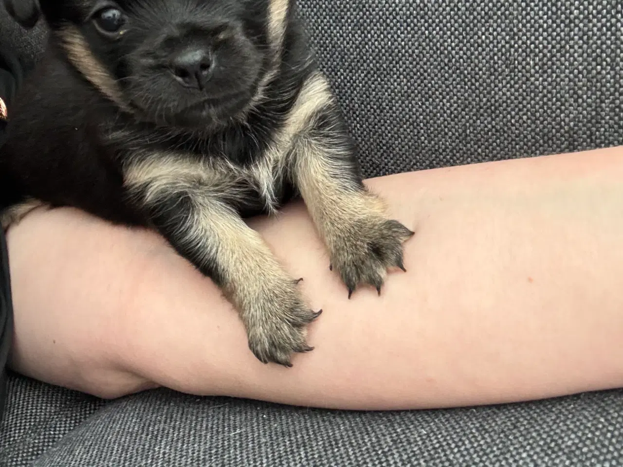 Billede 4 - Griffon/chihuahua blanding