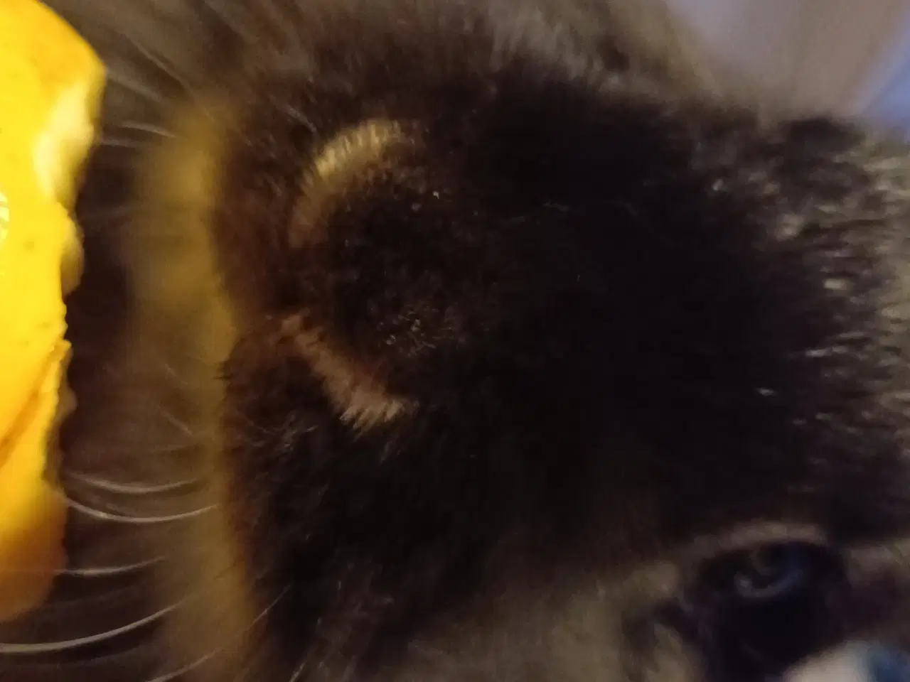 Billede 1 - Sød kanin gives væk