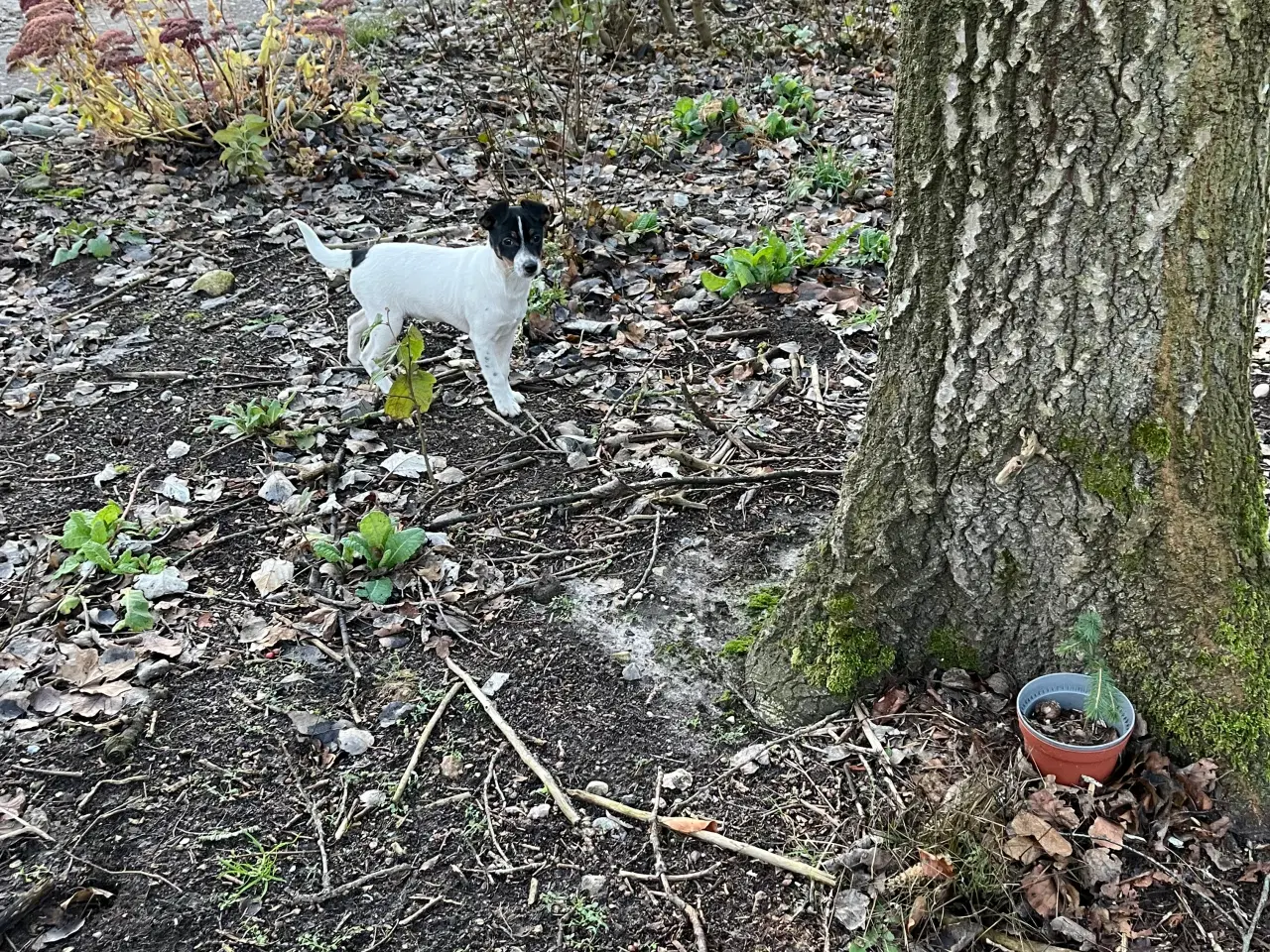 Billede 6 - Dansk svensk gårdhund