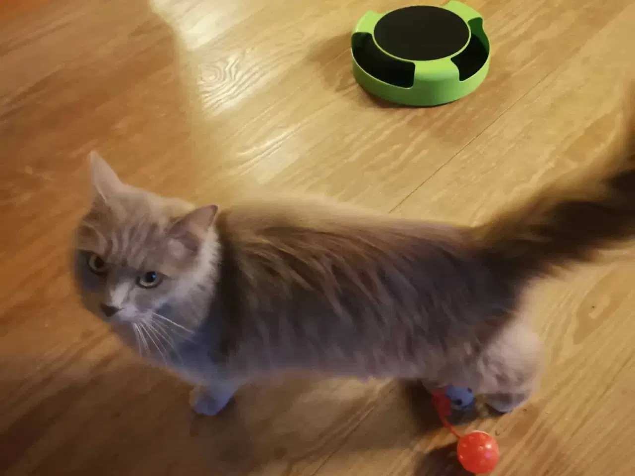 Billede 4 - Sød Ragdoll/Maine coon hunkat søger nyt hjem.