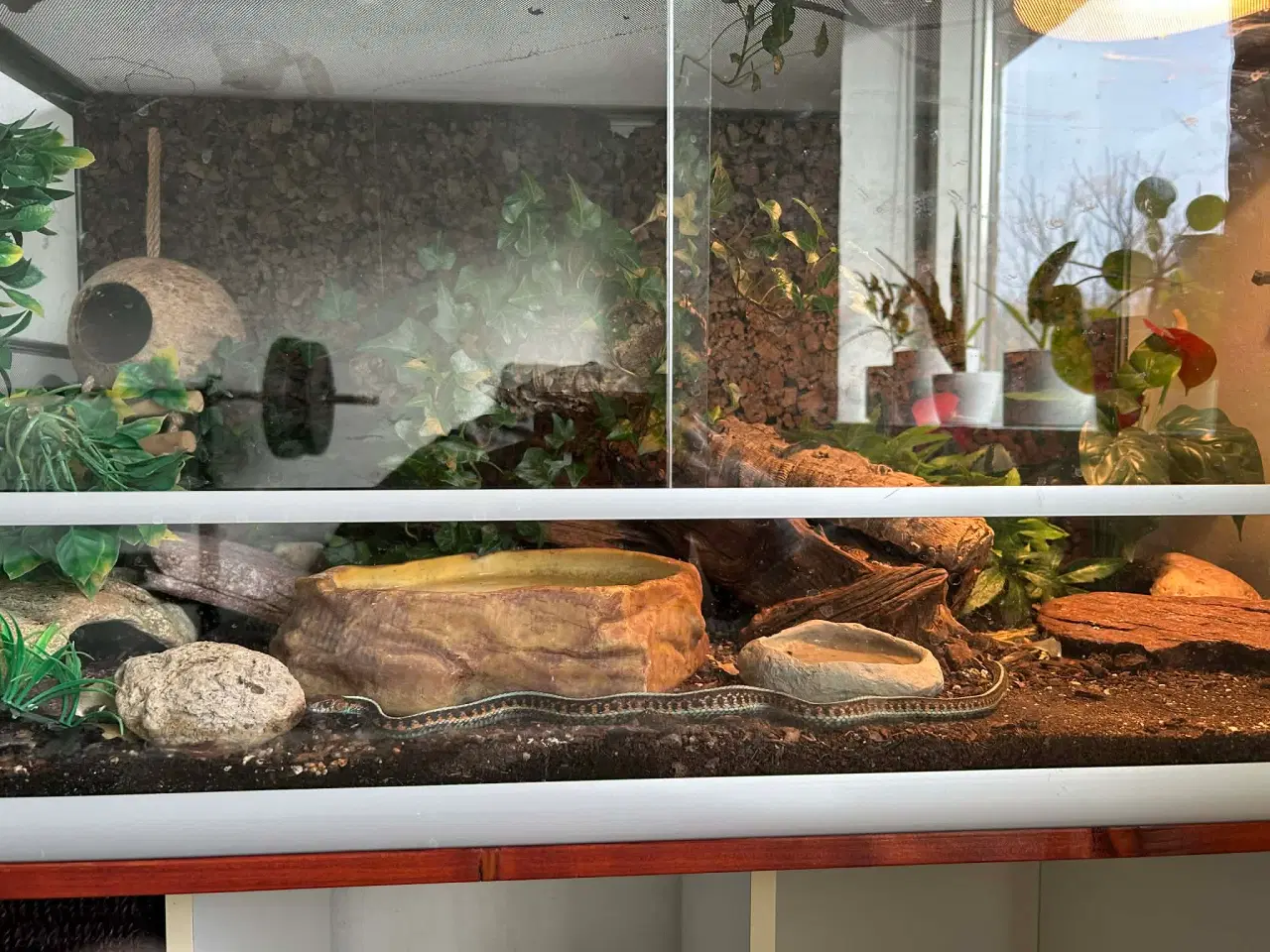 Billede 2 - Smuk strømpebåndssnog incl terrarie