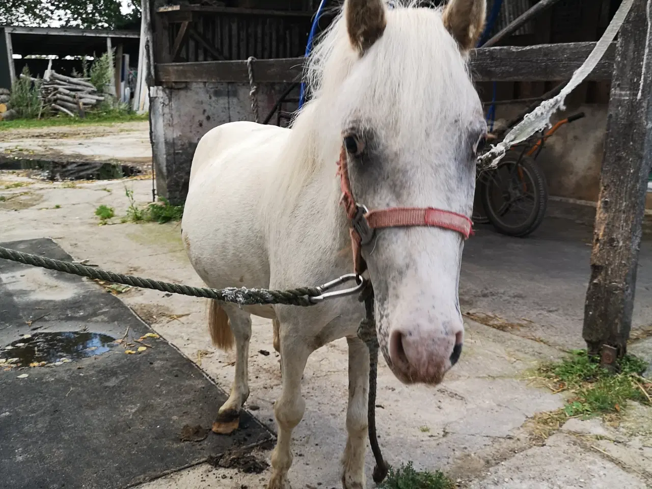 Billede 2 - Hvid knabstrupper pony 