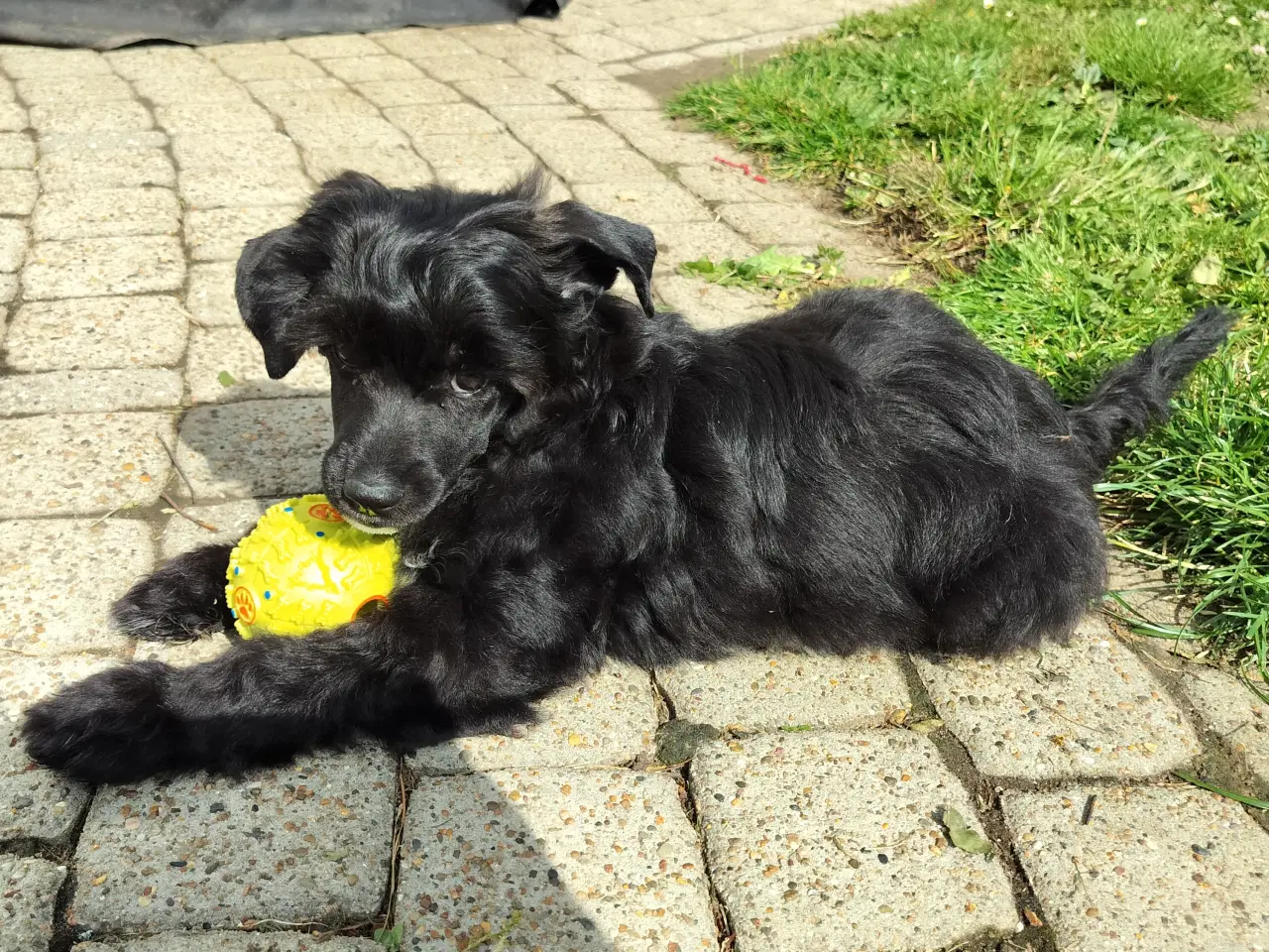 Billede 8 - Chinese crested powder puff dreng med DKK stambog