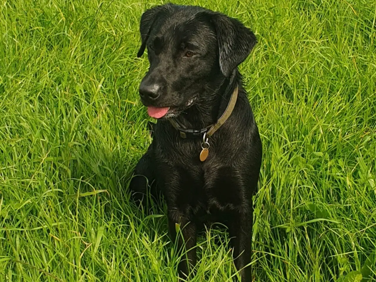 Billede 4 - Formel 1 labrador 