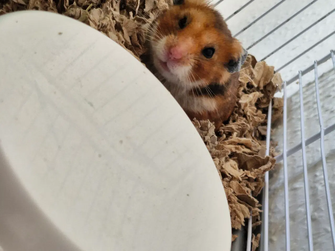 Billede 5 - Guldhamster ca 9 måneder gammel. Han hedder Martin