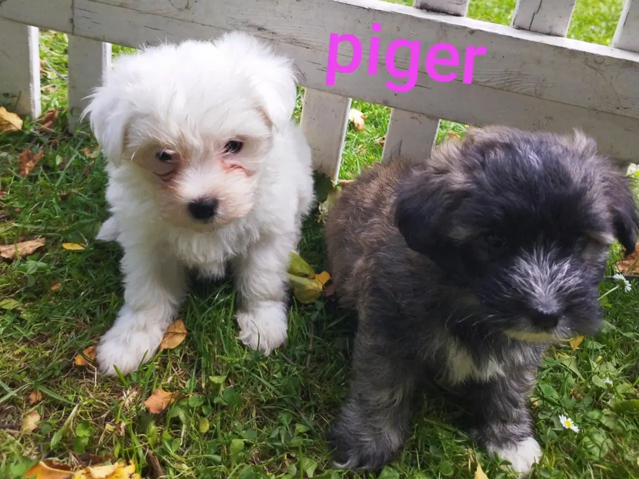 Billede 2 - Bichon Havanais / Coton de tulear