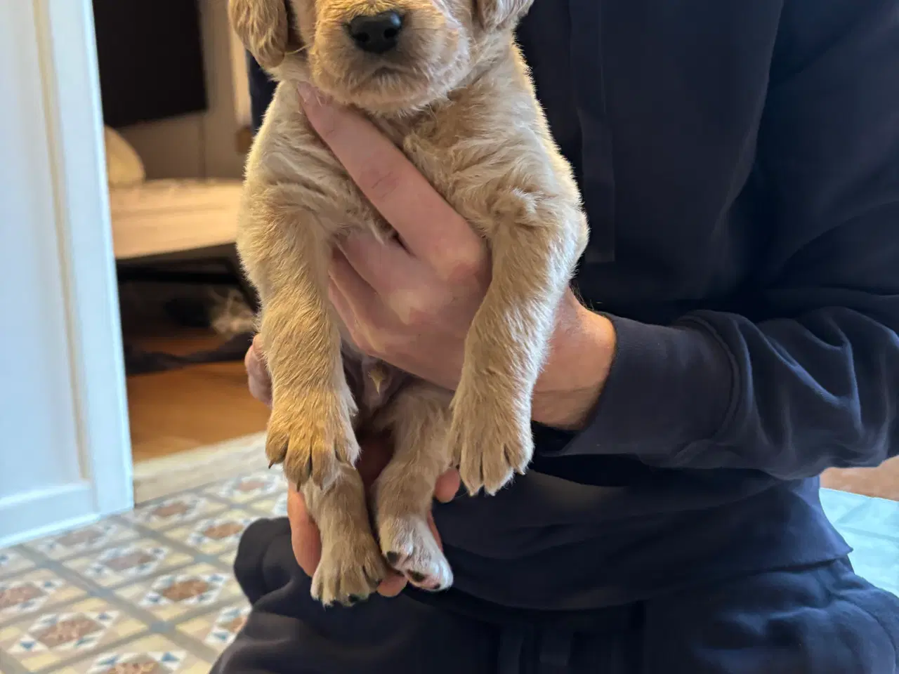 Billede 7 - Labradoodle F1b