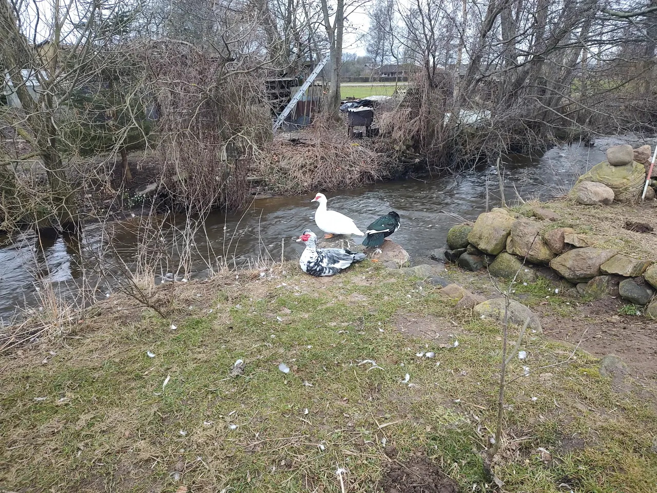 Billede 1 - Smukke moskusænder