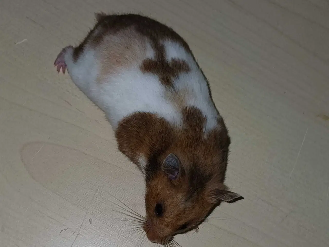 Billede 7 - Guldhamster unger 