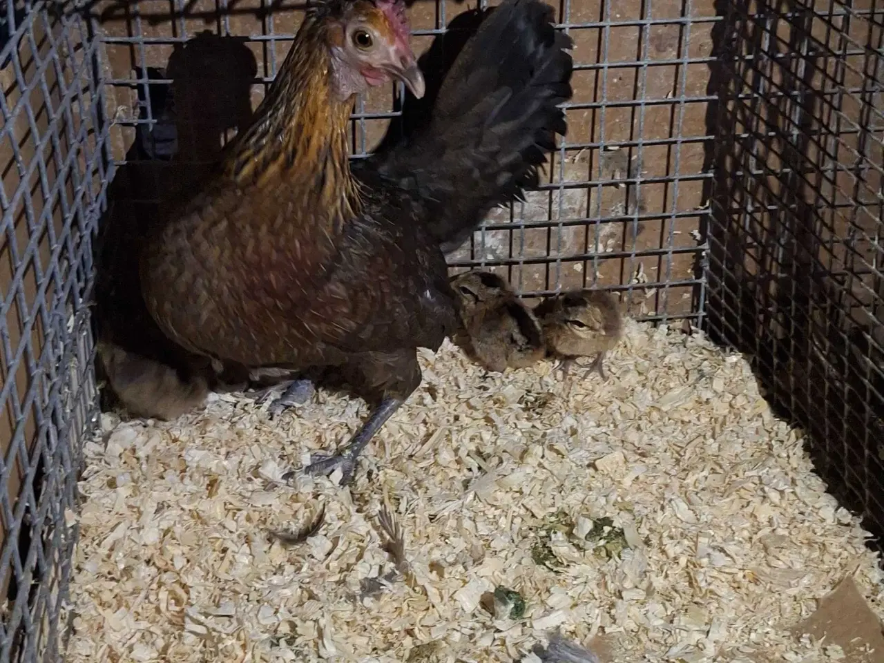Billede 4 - Dværghøns, dansk landrace