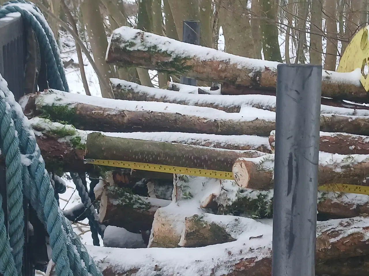 Billede 2 - Frisk fældede tynde stammer af birketræ