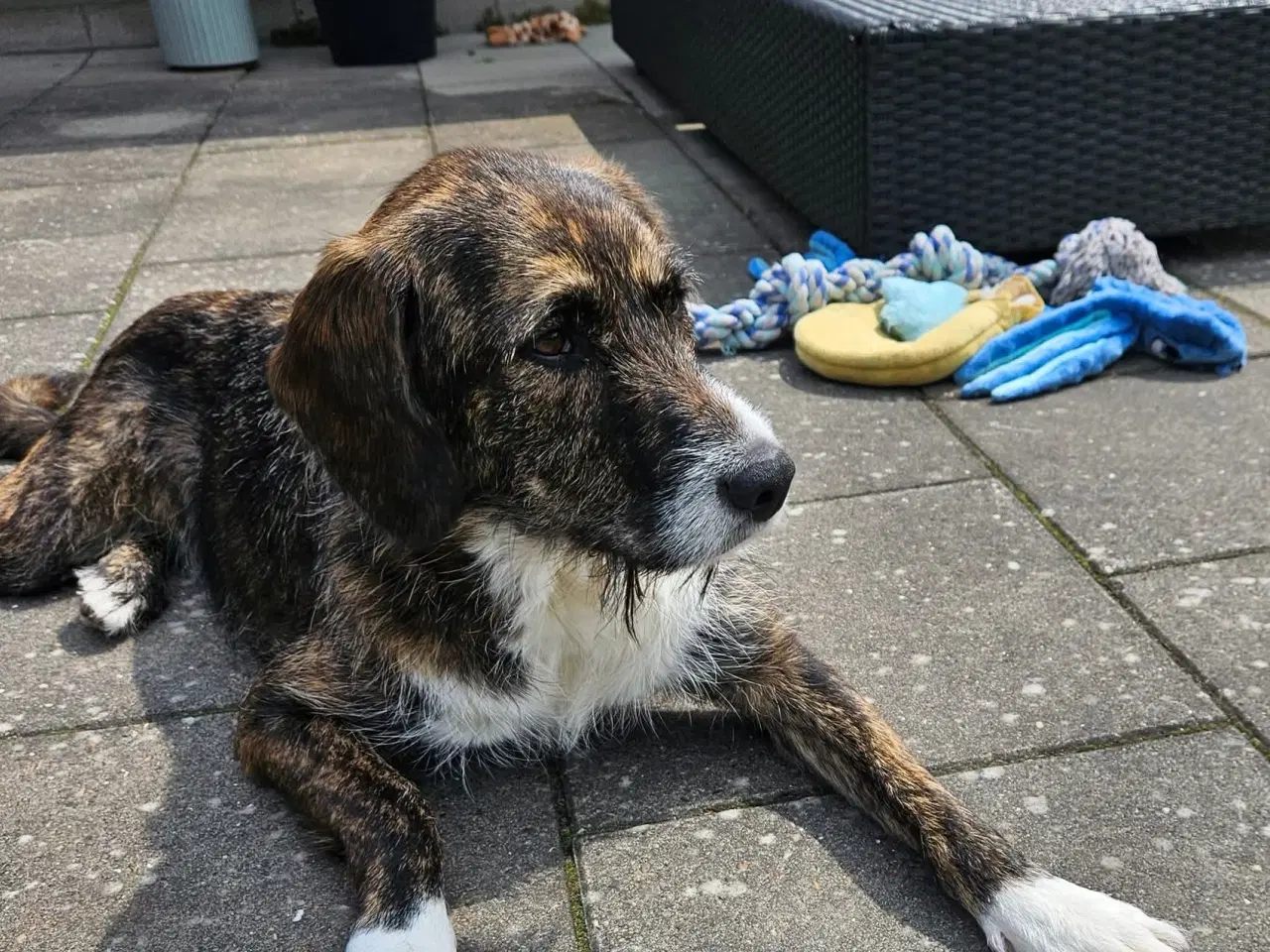 Billede 5 - Smukke Karla søger ny familie 🩷