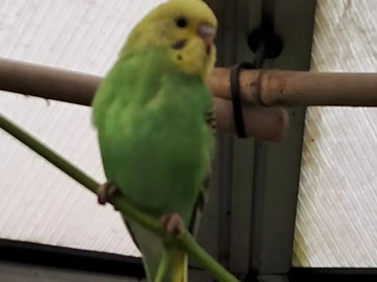 Billede 2 - Undulatunger