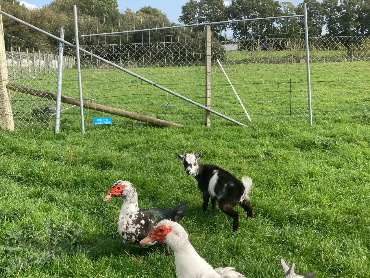 Billede 4 - Moskusænder og landænder 