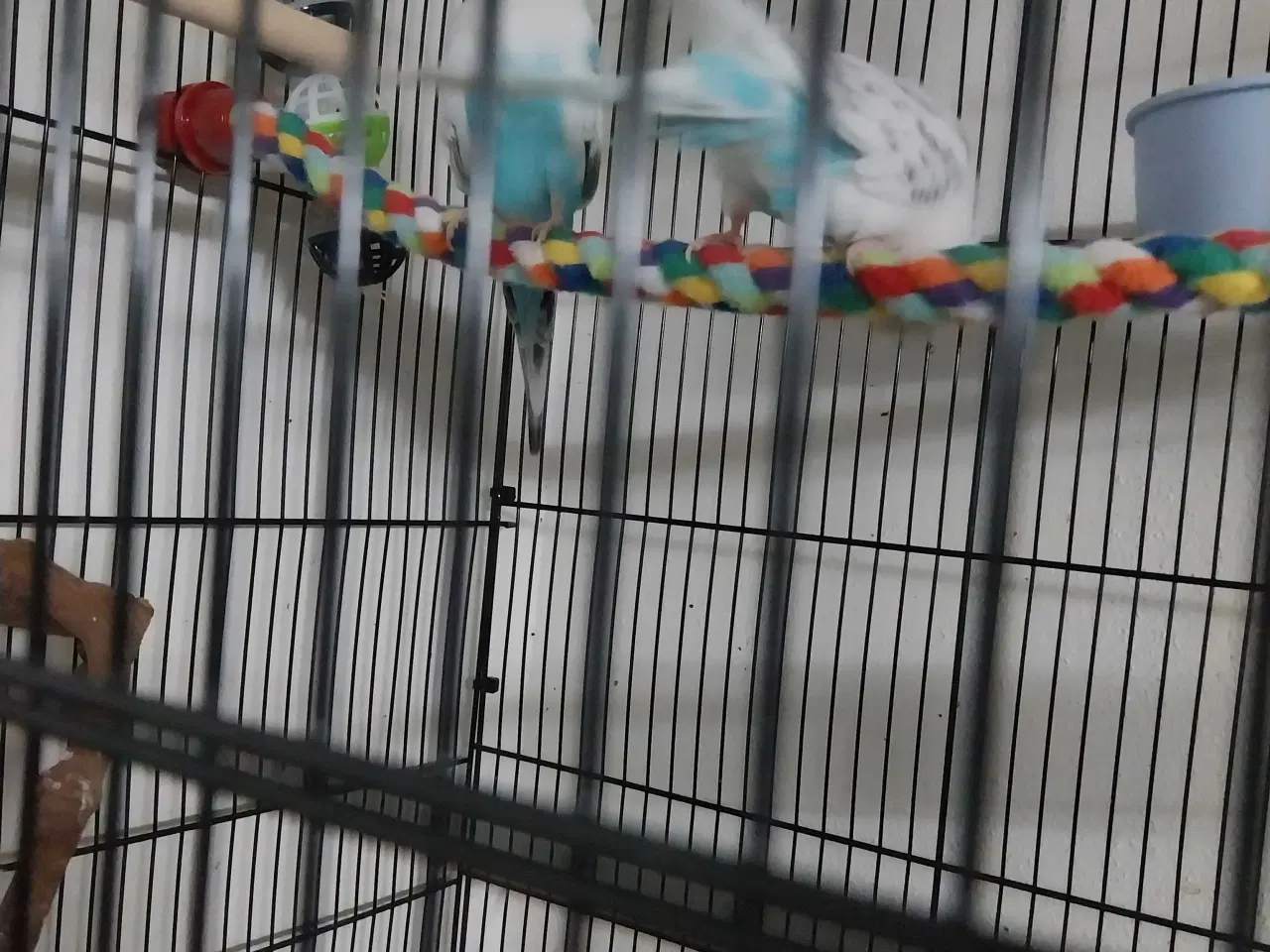 Billede 5 - 2 undulater