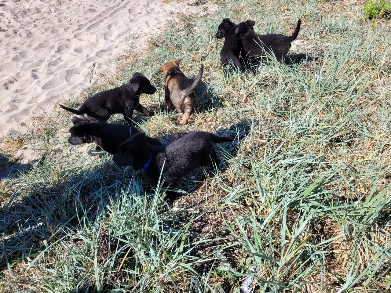 Billede 3 - Schæferhvalpe 2 Sorte hanhunde og 1 sort tæve