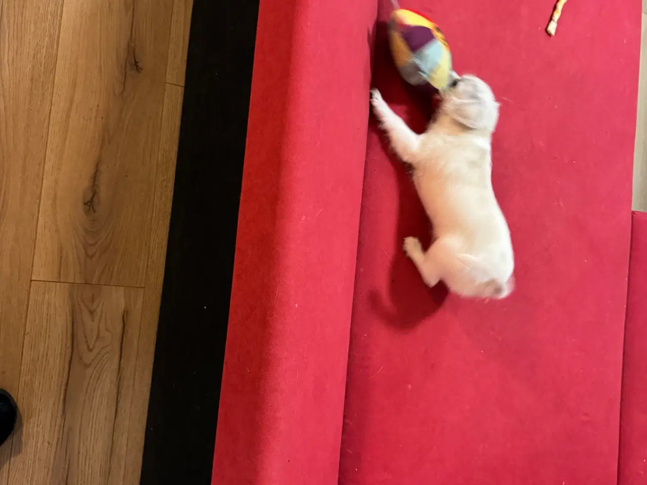 Billede 4 - Hvalp søger ny hjem