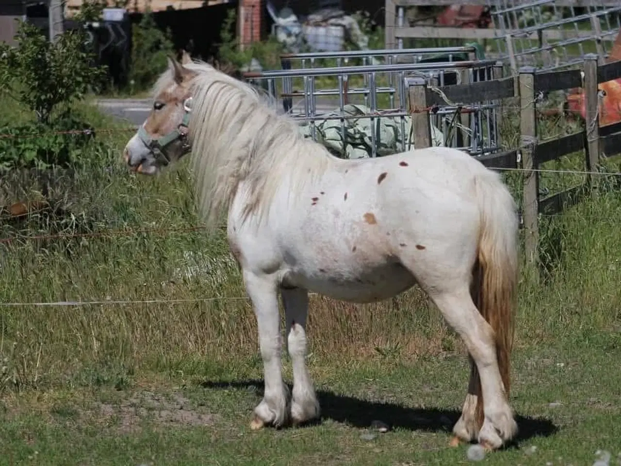 Billede 3 - MINI irish cob 