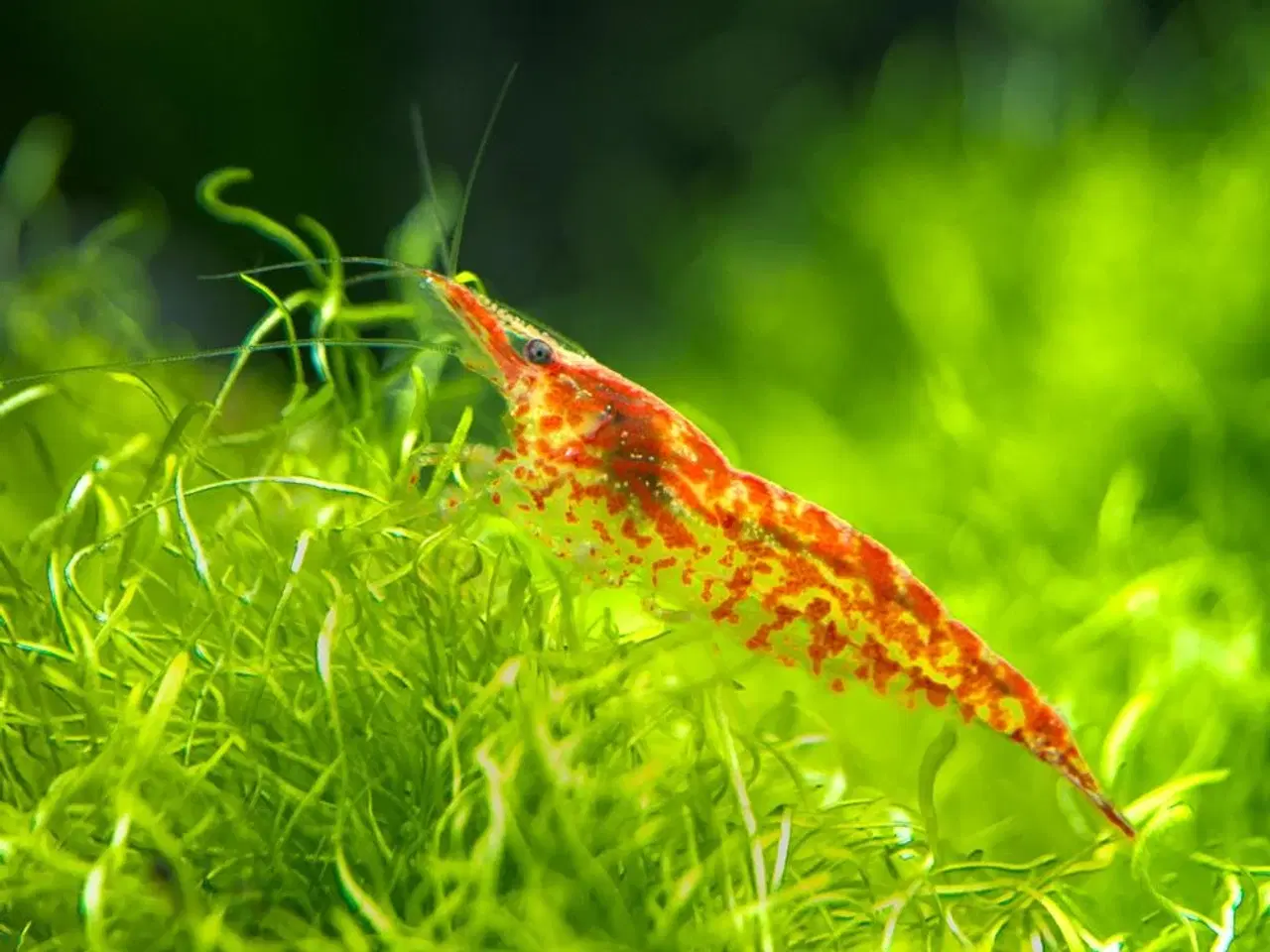 Billede 2 - Neocaridina rejer (vildtfarvet)