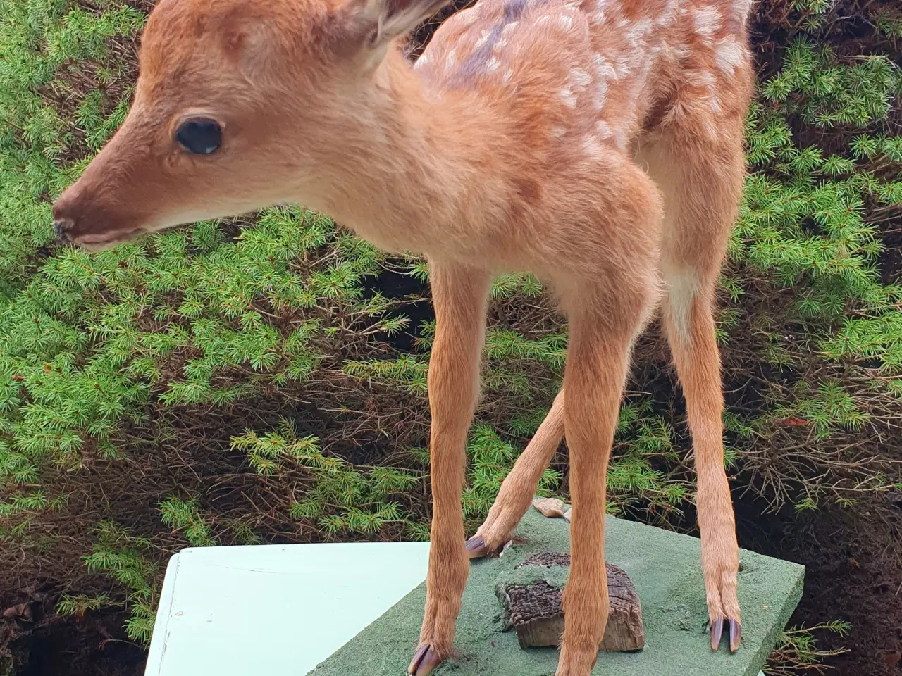 Billede 3 - Sika kalv udstoppet