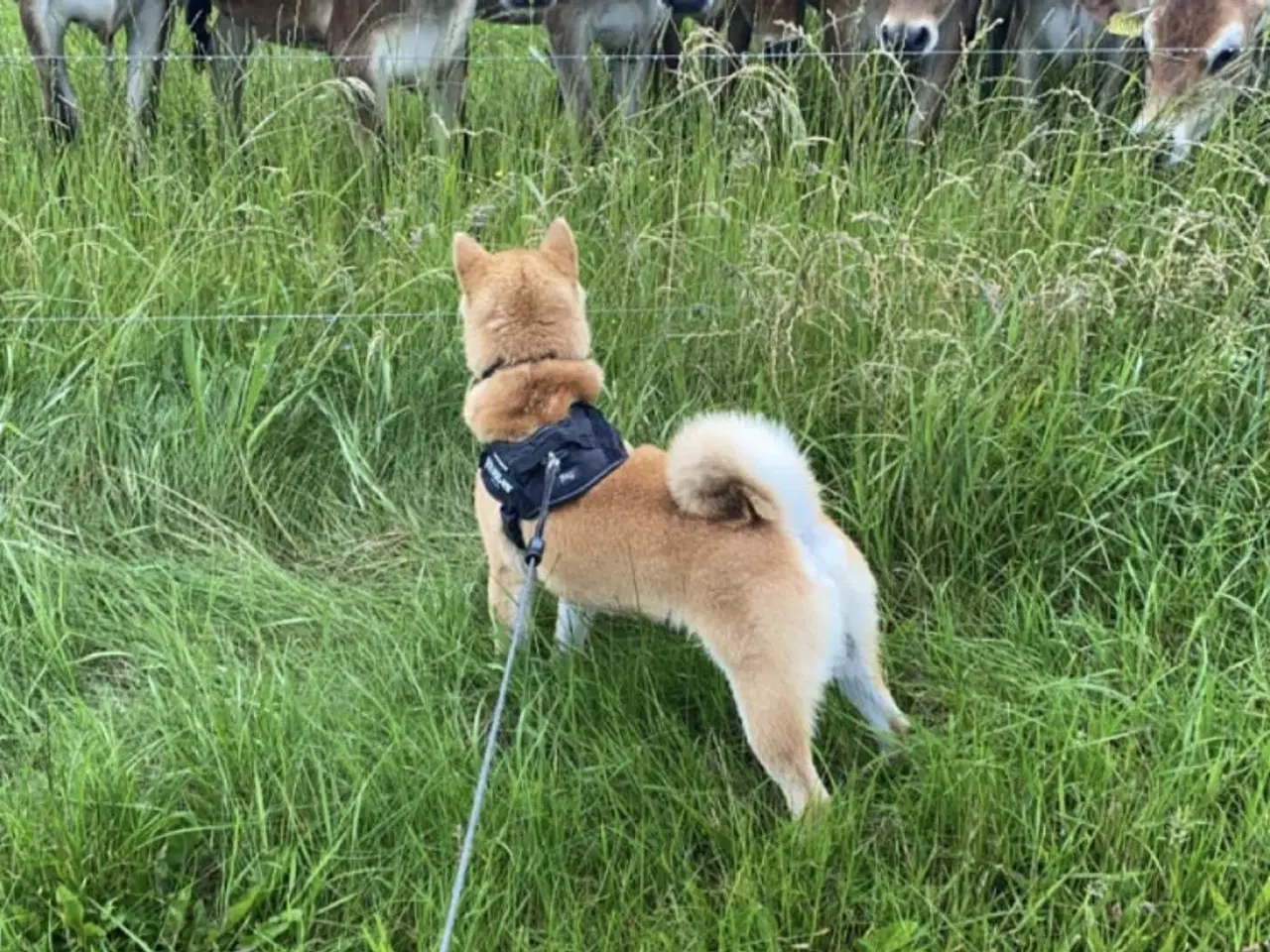 Billede 5 - Shiba Inu, han 2 år