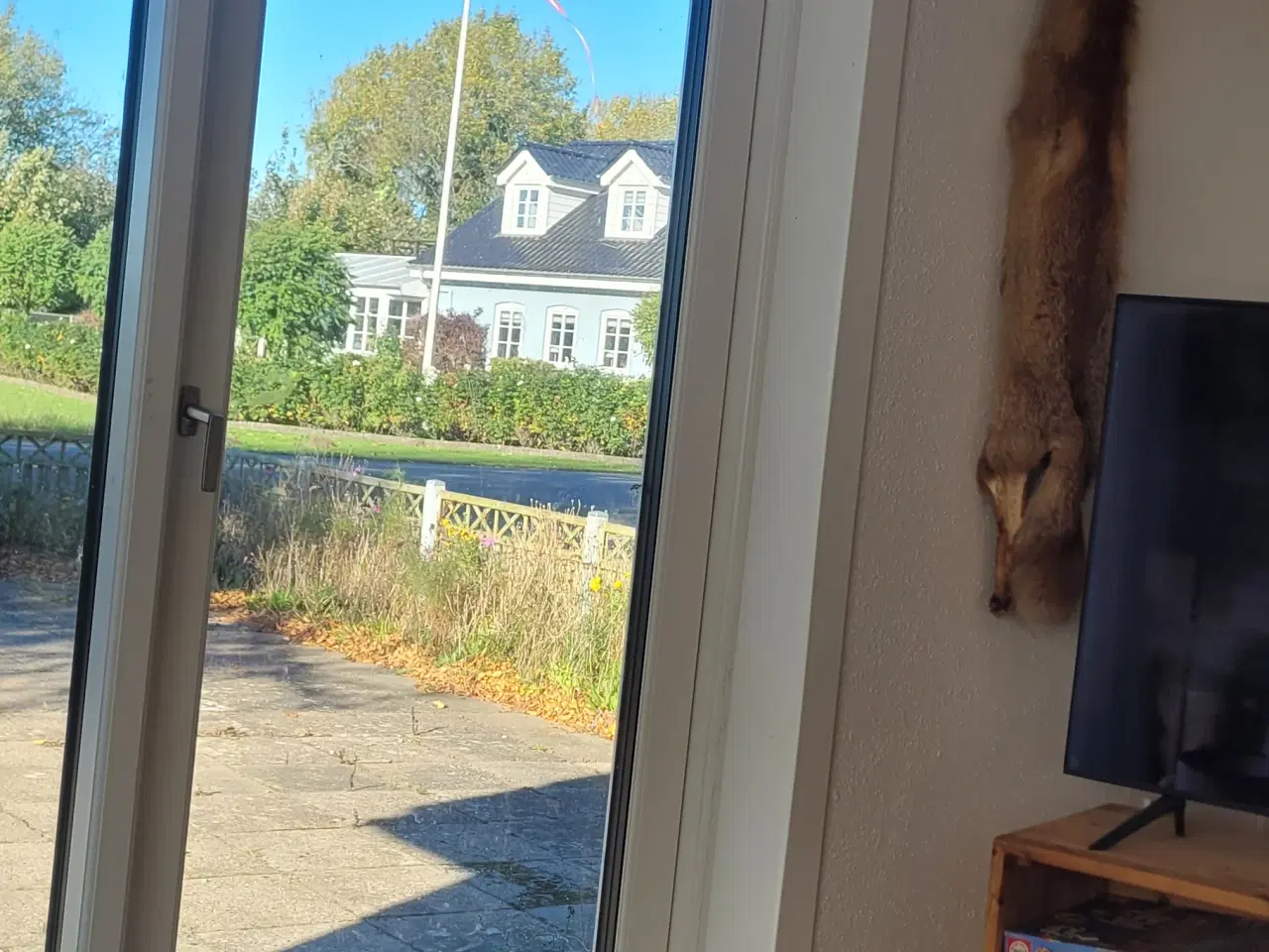 Billede 5 - Welsh springer spaniel