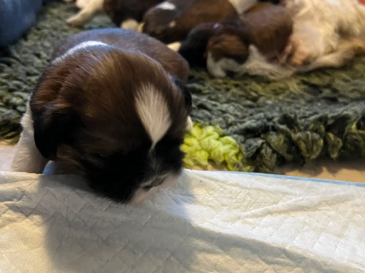 Billede 8 - Shihzhuer 5 drenge og en pige