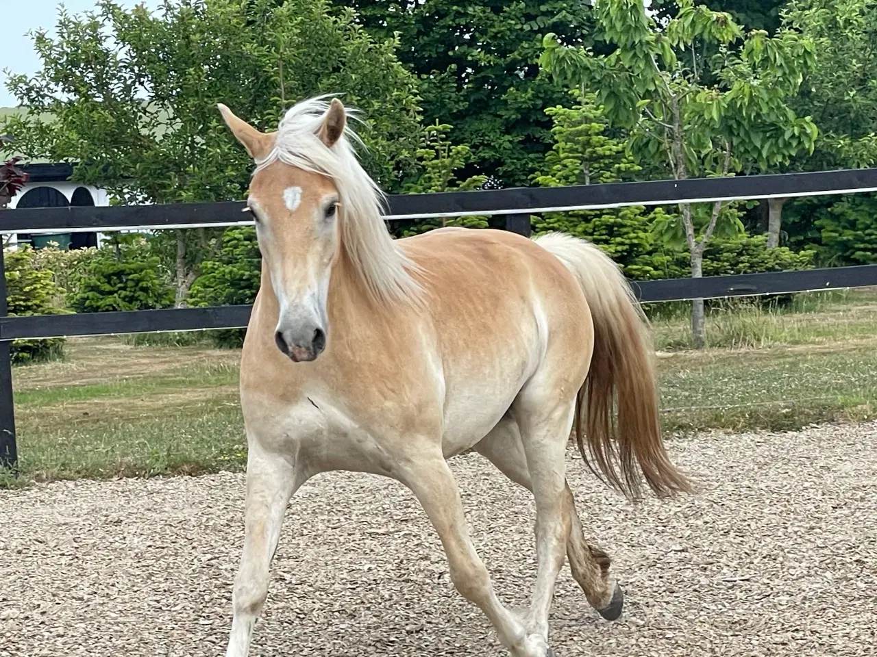 Billede 3 - 5 års haflinger 