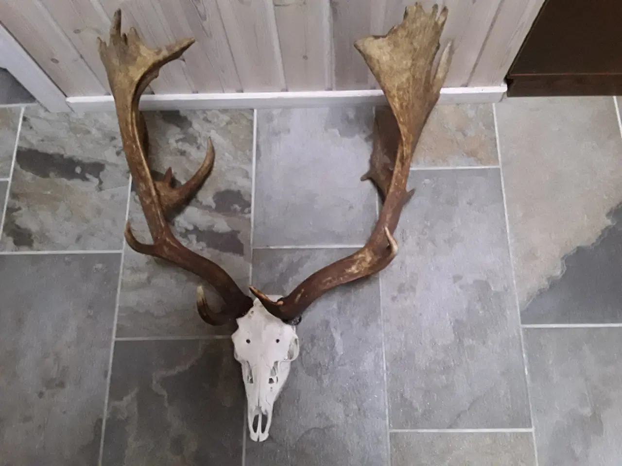 Billede 5 - Gevir fra fuldskuffel medalje dåhjort.