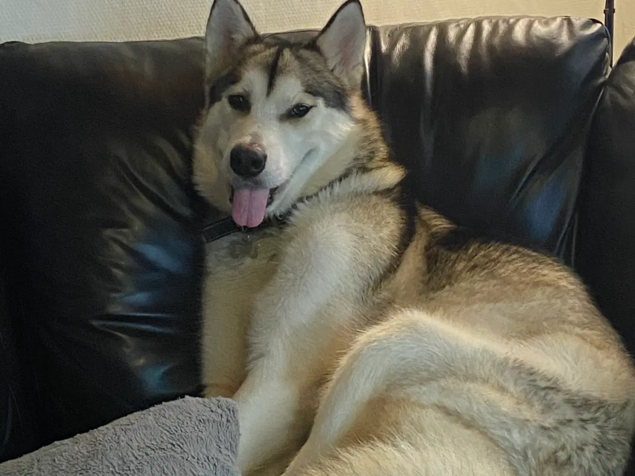 Billede 3 - Alaska malamute 