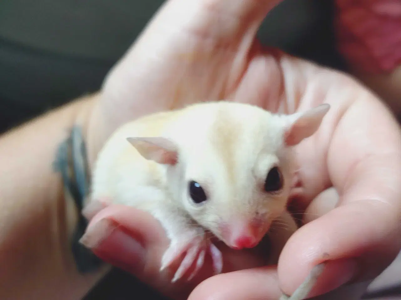 Billede 1 - Sugar glider 